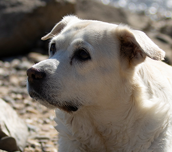 Hund Nala – Teammitglied von Hundetrainer Christian Niemand