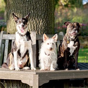 Das Hundetrio der Hundeschule sitzt auf einer Bank