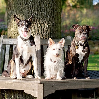 Das Hundeteam der Hundeschule Franklin & DOGS aus Dortmund Das Hundetrio der Hundeschule sitzt auf einer Bank