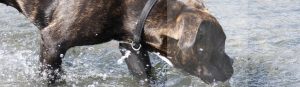 Ein Welpe macht seine ersten Erfahrungen mit Wasser in der Hundeschule