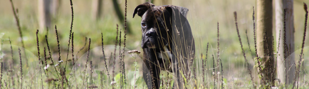 Ein junger Hund erkundet die Umgebung in der Hundeschule