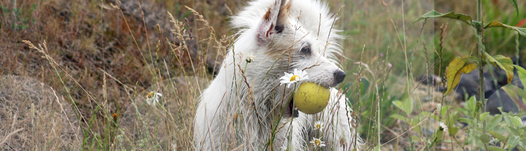 Eine Terrierhündin sichert ihren Ball beim Training zu Jagdverhalten in der Hundeschule