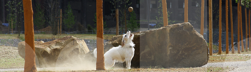 Ein Hund beim Ballspiel in der Hundeschule Franklin & DOGS aus Essen