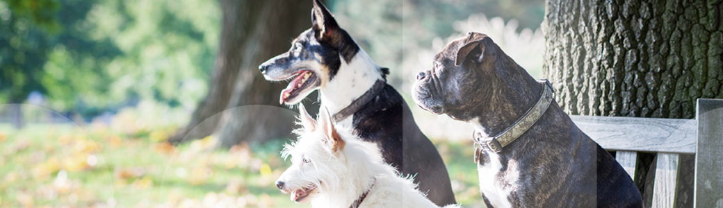 Drei Hunde sitzen beim Training in der Hundeschule auf einer Parkbank