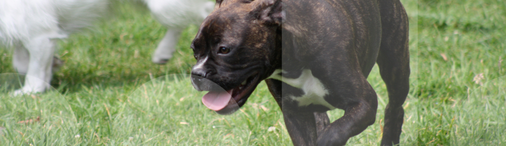 Zwei Hunde laufen im Gruppenkurs der Hundeschule über die Trainingswiese