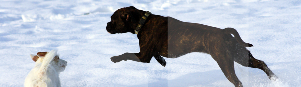 Zwei Hunde laufen in der Hundeschule spielerisch durch Schnee