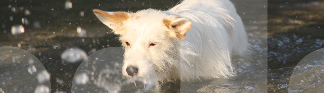 Ein Hund holt beim Apportieren in der Hundeschule seinen Dummy aus dem Wasser