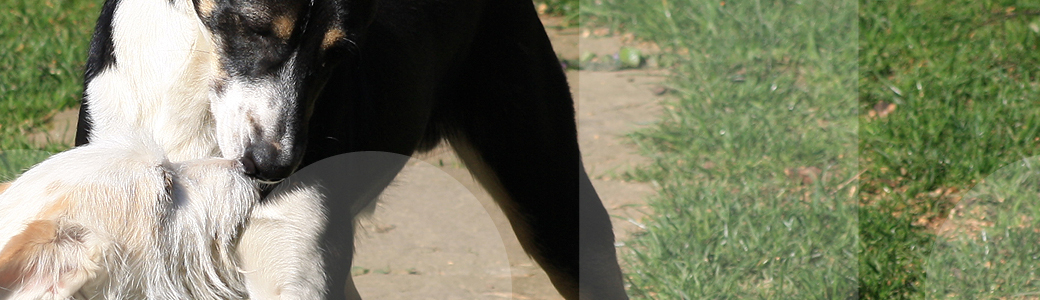 Zwei Hunde beschnuppern sich während einer Problemhundetherapie