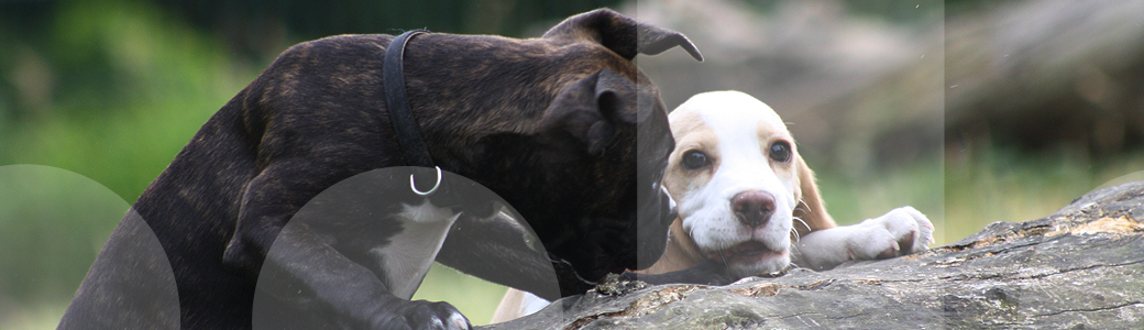 Zwei Welpen erkunden im Welpenkurs gemeinsam die Umgebung der Hundeschule