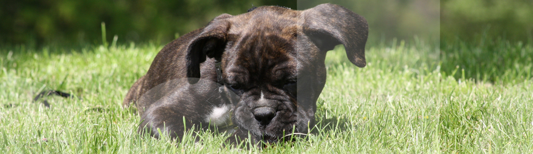 Ein Welpe entdeckt die Wiese in der Welpenschule von Franklin & DOGS