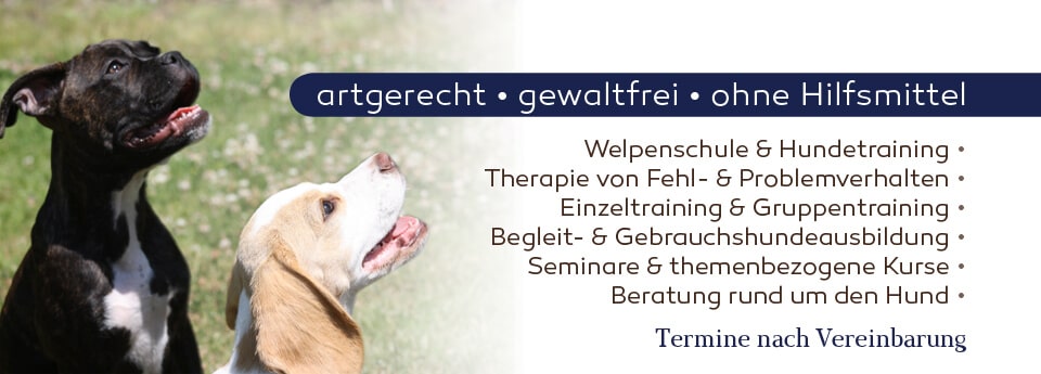 Leistungsübersicht der Hundeschule Franklin & DOGS aus Dortmund Zwei Welpen halten Blickkontakt beim Training in der Hundeschule