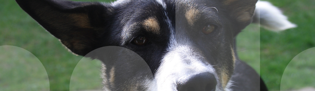 Sicherer Blickkontakt eines Angsthundes zum Problemhundetherapeut