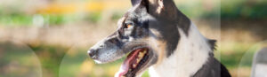 Ein Hund wartet fokussiert auf den Abruf beim Hundetraining