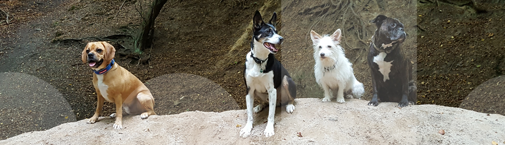 Vier Hunde konzentrieren sich bei einer Übung im Hundetraining auf verschiedene Orientierungspunkte